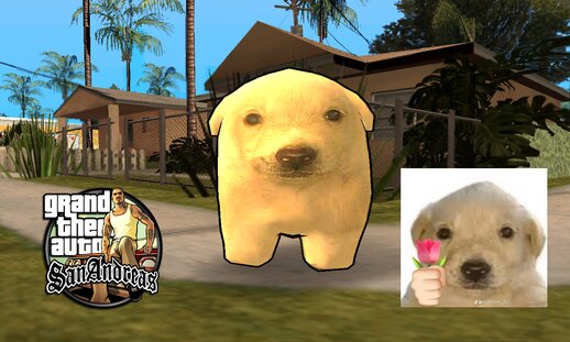 Sus Dog - Cute Dog