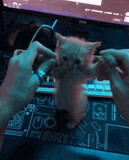 Pickpocket